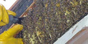 Live Bee Removal West Los Angeles CA. A large hive in a patio overhang.