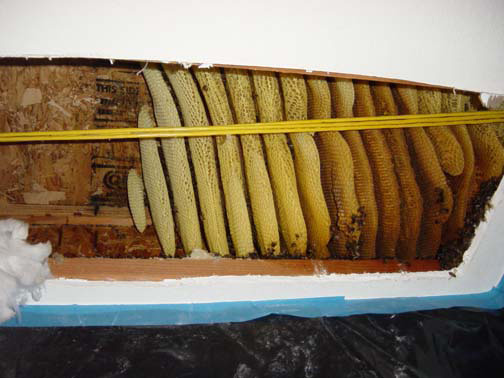 Bee Removal West Los Angeles This is a 
    picture of a mature hive between the first and second story of a house.